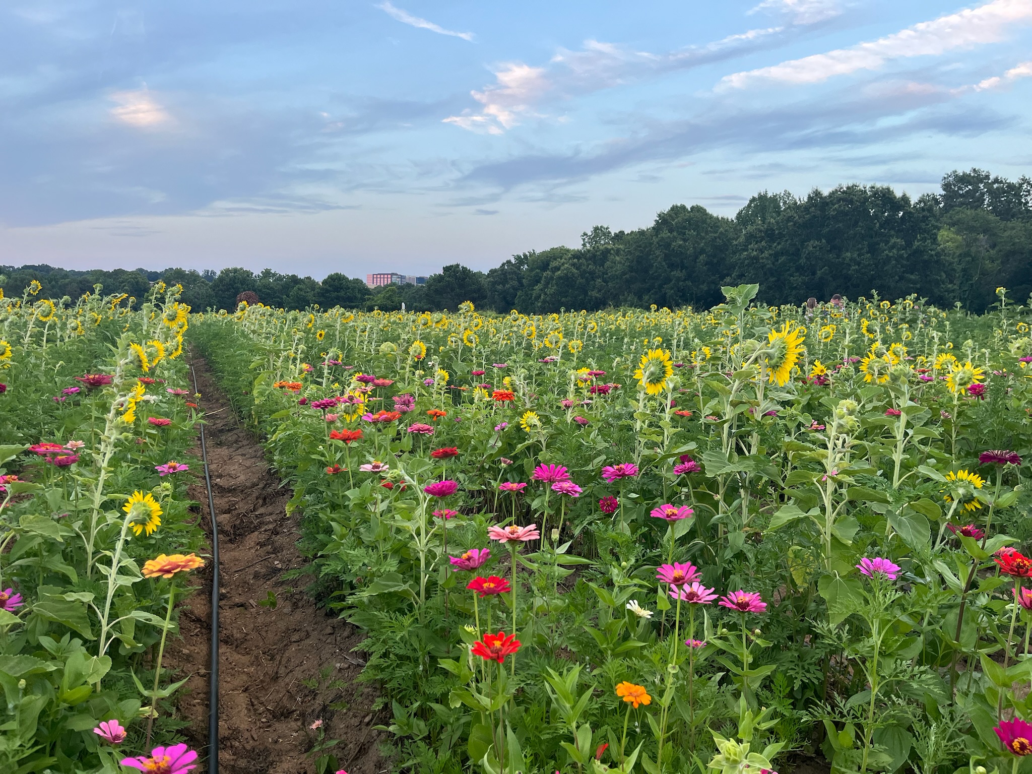Sunflowers and colorful zinnias blooming at Dorothea Dix Park with the Raleigh skyline beyond the field.